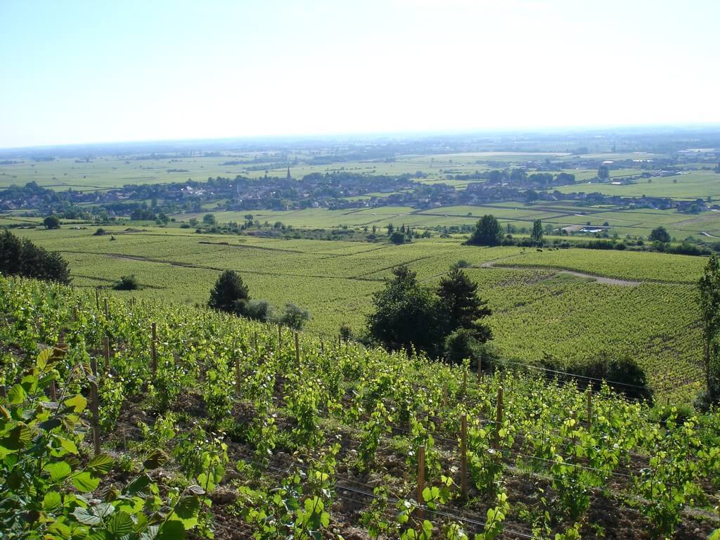Sensation Vin De Corton au Montrachet