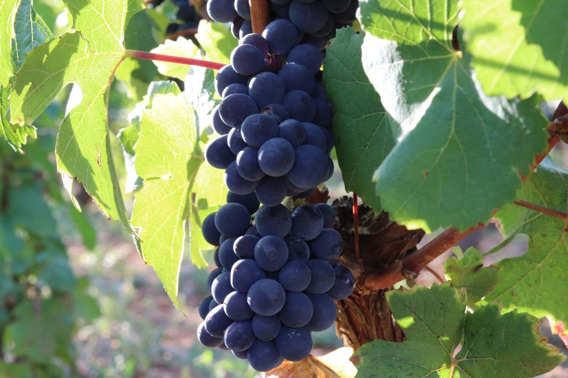 Les vendanges en Bourgogne