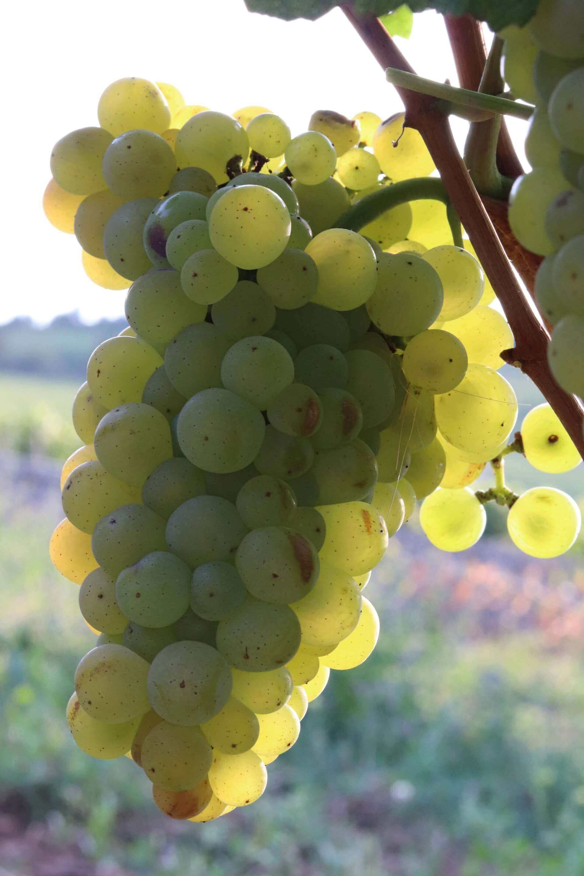 le chardonnay en Bourgogne