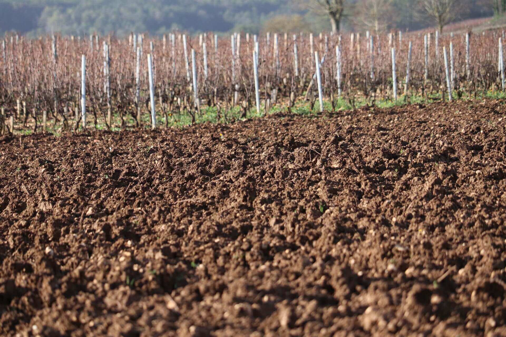 Arrachage de la vigne en hiver